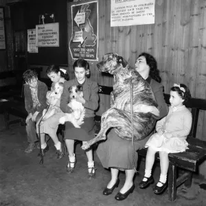 P. D. S. A. Dispensary. Women queing with her Great dane dog waiting to see a vet