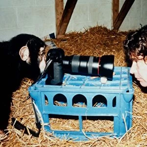 Paco the chimp is setting up the photographic equipment at the Monkey World Rescue Centre
