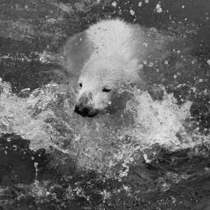 Paddiwack's First Plunge Print, 27th April 1973