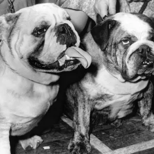 A pair of English Bulldogs A pair of English Bulldogs