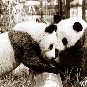 Pandas in the Zoo Circa 1955