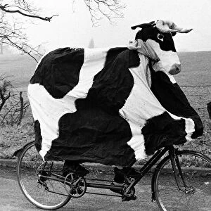 Pantomime Cow riding bicycle Graham Fardon and Bruce manton raising money for charity