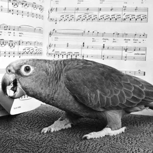 This parrot enjoys a little Mozart now and again This parrot enjoys a little Mozart now and again
