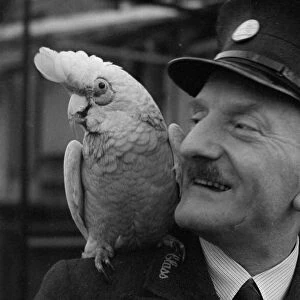 A Parrot with his keeper at London Zoo Circa 1938