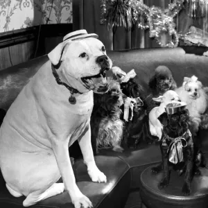 A party for dogs was held at the Devonshire Arms, Moreton Street A party for dogs was held at the Devonshire Arms, Moreton Street