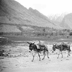 A Pashtun tribesman seen here with his donkeys close to the town of Darra Adam Khel