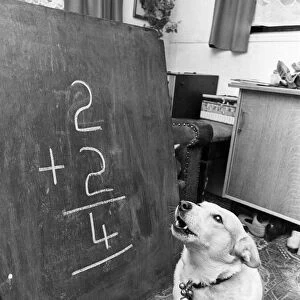 Patch the dog does a simple sum as she reads the numbers on a blackboard