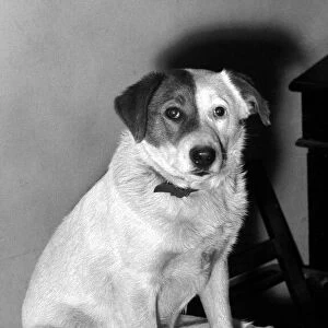 Patch the dog in RSPCA home, Doncaster December 1957