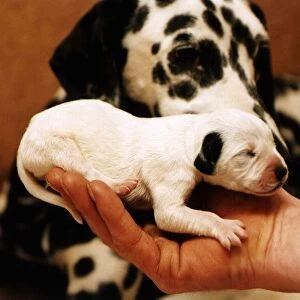 A patched puppy Dalmatian 2 days old The dog would normally be put down because of