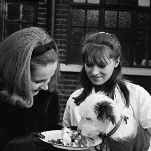PDSA animal Christmas party. Pictured, Millicent Martin feeds one of the dogs