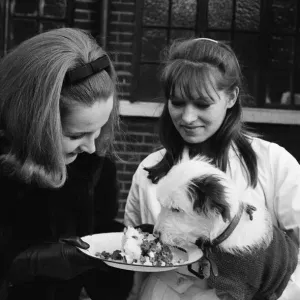 PDSA animal Christmas party. Pictured, Millicent Martin feeds one of the dogs PDSA animal Christmas party. Pictured, Millicent Martin feeds one of the dogs