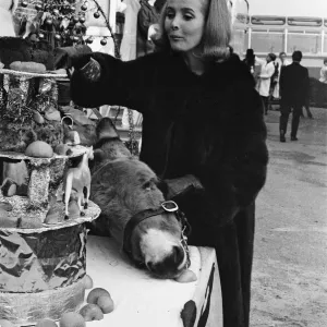 PDSA animal Christmas party. Pictured, Millicent Martin cuts the huge Christmas cake PDSA animal Christmas party. Pictured, Millicent Martin cuts the huge Christmas cake