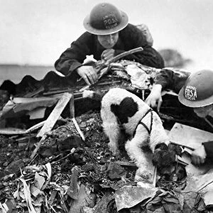PDSA animal rescue dog attempts to locate survivors from air raid November 1942