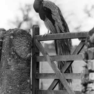 A peacock living wild in Northumberland
