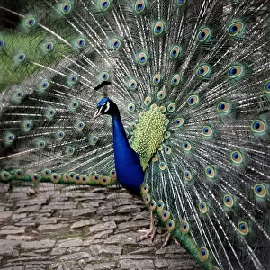 A peacock at Tapely Park in Devon May 1981