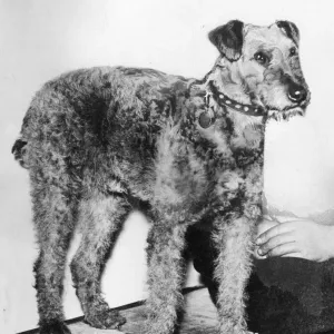Pedro the dog. Owned by Mr J Longwell, Helendale, Cumbernauld, near Glasgow Pedro the dog. Owned by Mr J Longwell, Helendale, Cumbernauld, near Glasgow