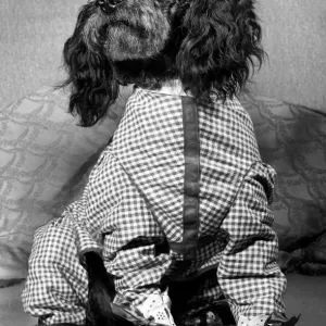 Peeny the Pyjama Poodle November 1964