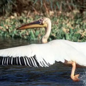 Pelican in Senegal circa 1985