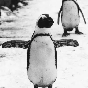 Pengiuns explore their enclosure at London Zoo following a fresh fall of snow
