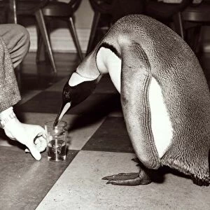 Penguin drinking beer from a pint glass - December 1965