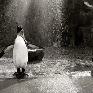A Penguin flapping his wings as he gets a shower in the rain at Bristol zoo August