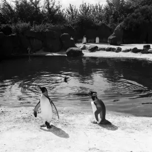 Penguins at Edinburgh Zoo Scotland Print 22nd August 1954 Penguins at Edinburgh Zoo Scotland Print 22nd August 1954