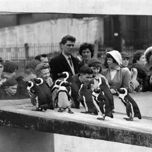 Penguins at London Zoo. 31st March 1959