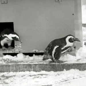Penguins at London zoo in the snow Ice cold weather winter wintry Penguin Penguins at London zoo in the snow Ice cold weather winter wintry Penguin