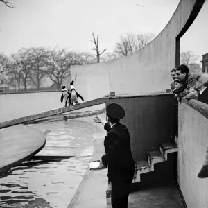Penguins in the Penguin Pool at London Zoo. 20th January 1954