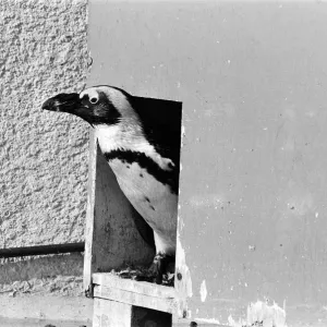 Penguins who have been sprayed with water by their keeper Penguins who have been sprayed with water by their keeper
