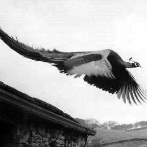 Percy the peacock flying through Overtown. 27th May 1960 DM M3179 / 5 Percy the peacock flying through Overtown. 27th May 1960 DM M3179 / 5