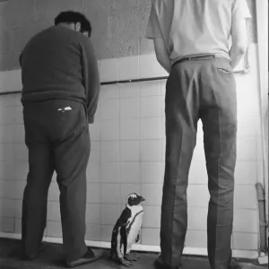 Percy the Penguin at Drayton Manor Park Zoo in Tamworth, Staffs September 1971