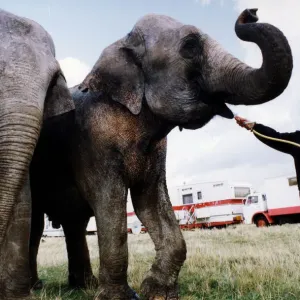 Performing circus elephants Nepal and Baby being given a drink by Carolyn Roberts as they Performing circus elephants Nepal and Baby being given a drink by Carolyn Roberts as they