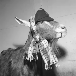 Perhaps'the Toggenberg goat wearing hat and carf