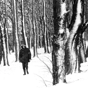Person walking in woods. Guisborough, Middlesbrough. 28th November 1980 Person walking in woods. Guisborough, Middlesbrough. 28th November 1980