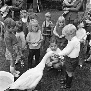 Pet Goose goes to school, Teesside. 1973