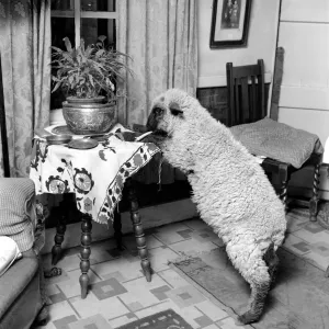 Pet lamb seen here living in the house of her owner. 1960 C34A-009