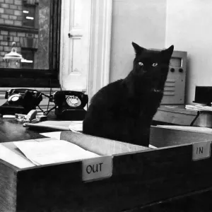 Peta gets VIP Welcome: Black cat Peta sits in an in Peta gets VIP Welcome: Black cat Peta sits in an in