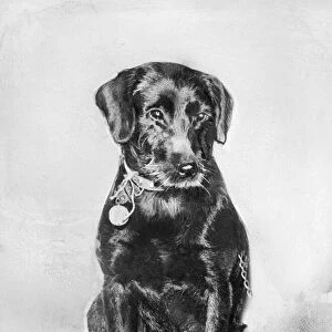 Peter the dog. Story : Little Peggy Norton owes her life to Peter the dog