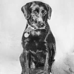 Peter the dog. Story : Little Peggy Norton owes her life to Peter the dog Peter the dog. Story : Little Peggy Norton owes her life to Peter the dog