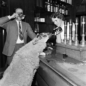 Peter the lamb drinking ale. September 1952 C4586