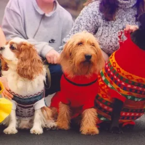 A petsmart fashion show