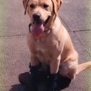 Phoenix the fire dog wearing his protective fire boots