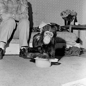 Photo shows Gerald Durrell and Jacqueline Durrell with their pet Chimpanzee Cholmondley
