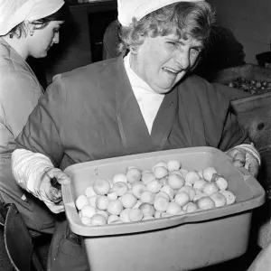 Pickled Onion Factory Workers Print, July 5th 1978 Pickled Onion Factory Workers Print, July 5th 1978