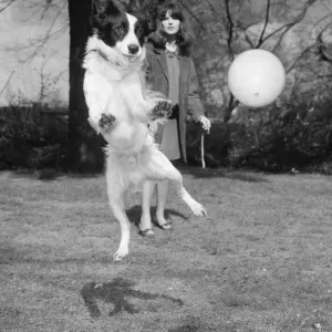 Print of Pickles the Collie playing with a football in his garden Print of Pickles the Collie playing with a football in his garden