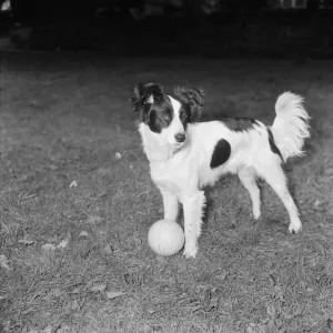 Pickles the dog, a Mixed Breed Collie, who found the missing World Cup last night Pickles the dog, a Mixed Breed Collie, who found the missing World Cup last night