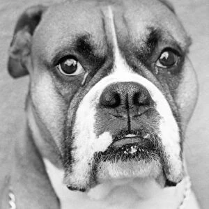 A picture of a Boxer Dog