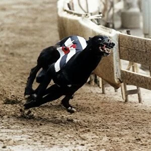 Some Picture Greyhound winner of the Derby