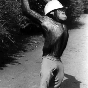 A picture from a series of humurous novelty images taken by Sunday People photographer A picture from a series of humurous novelty images taken by Sunday People photographer